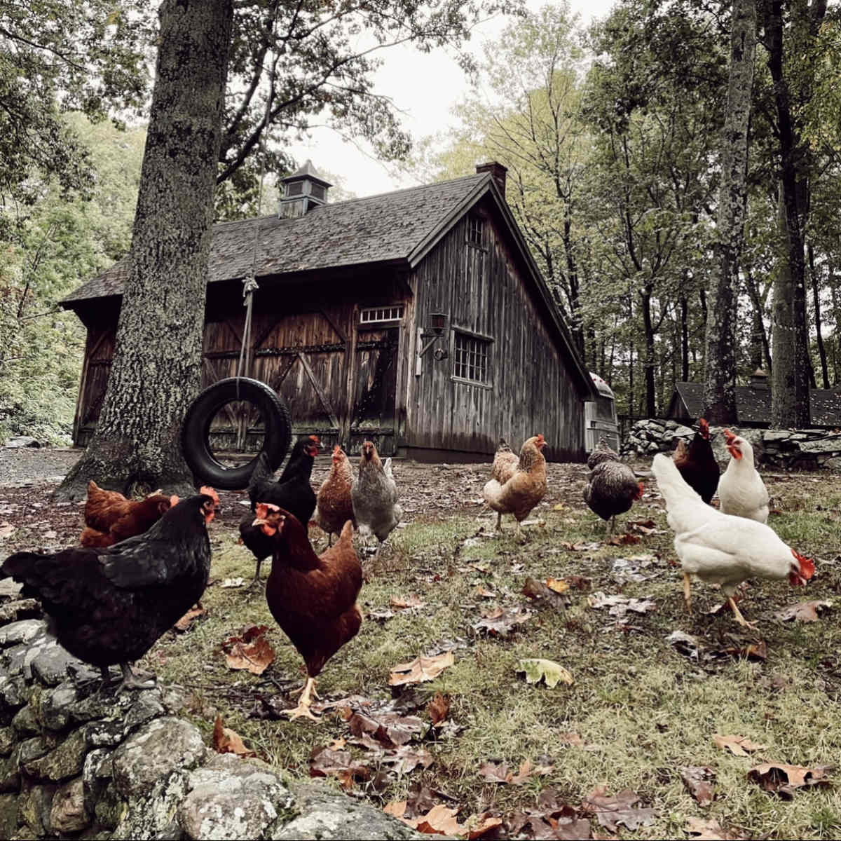Chickens roam in front of a wooden shed surrounded by trees and fallen leaves.