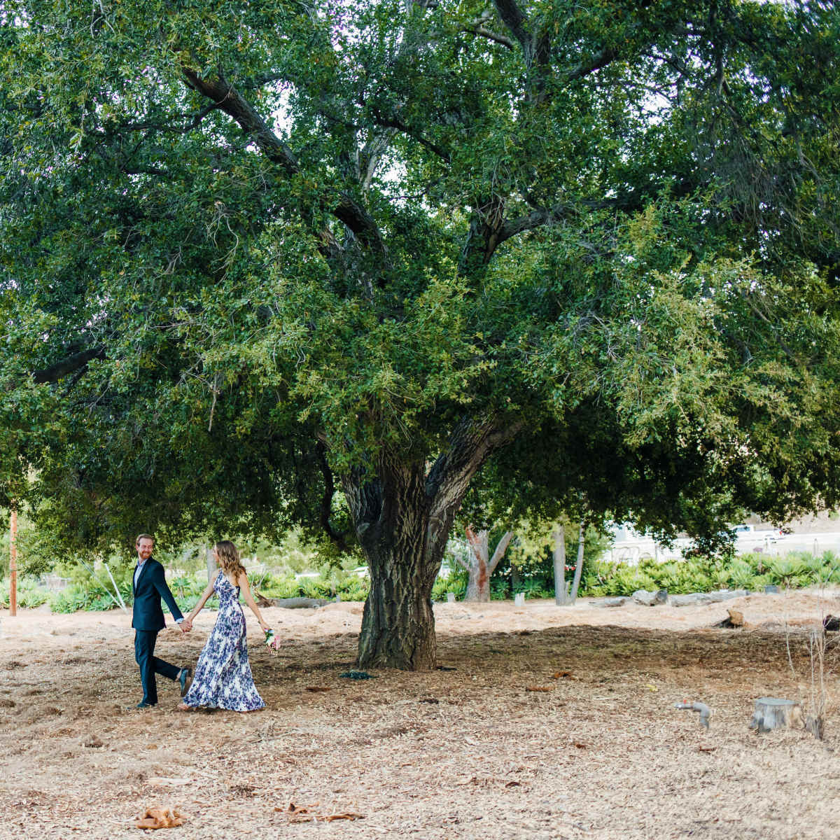 A couple walks hand in hand beneath a large tree in a grassy area.