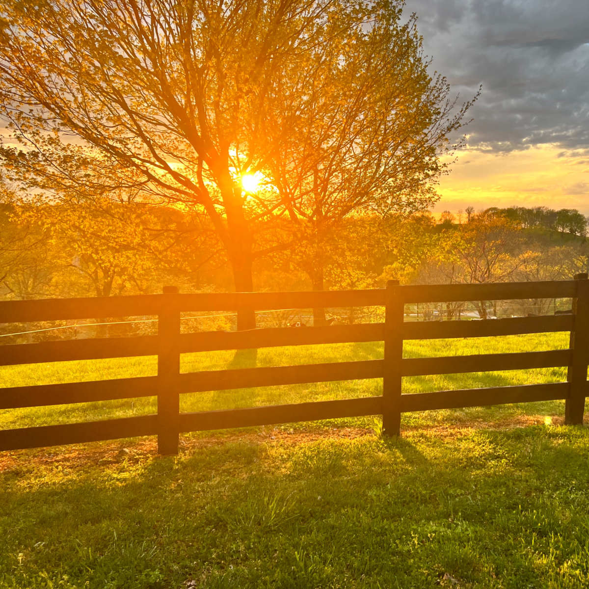 The sun sets beyond a wooden fence, illuminating a grassy field and trees with warm golden light.