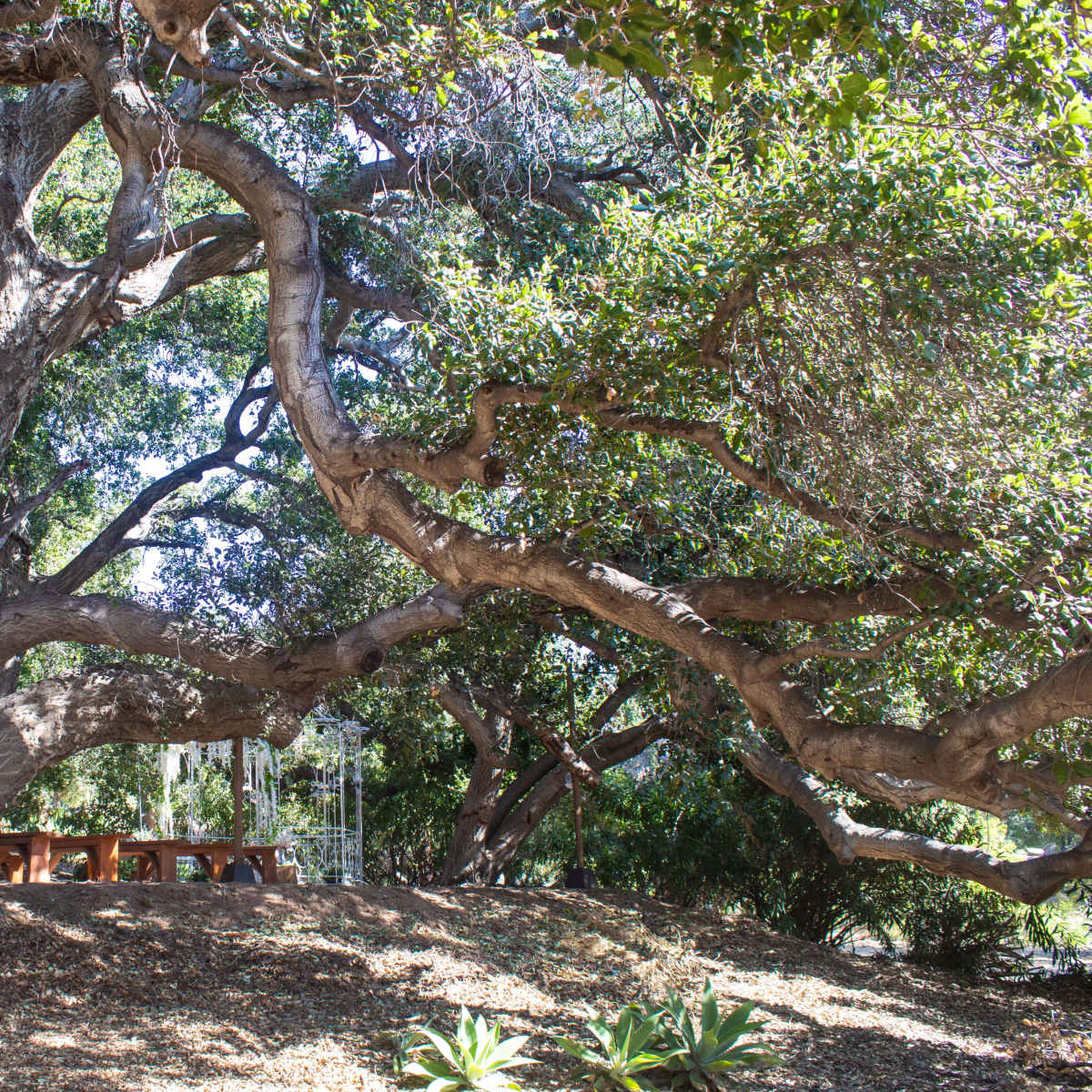 A large oak tree with sprawling branches provides shade over a picnic area in a grassy landscape.