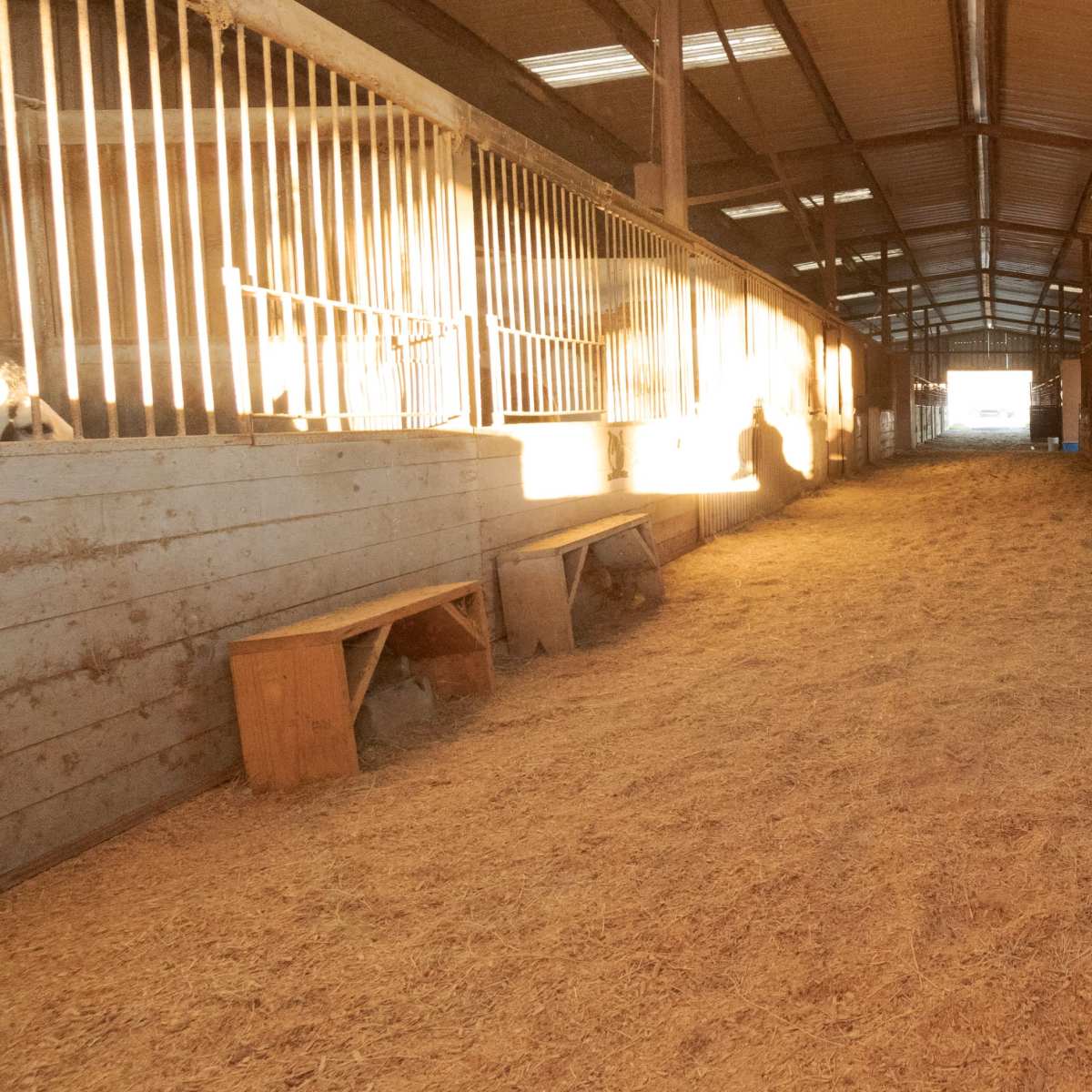 A barn aisle with straw-covered flooring and enclosed stalls on either side.