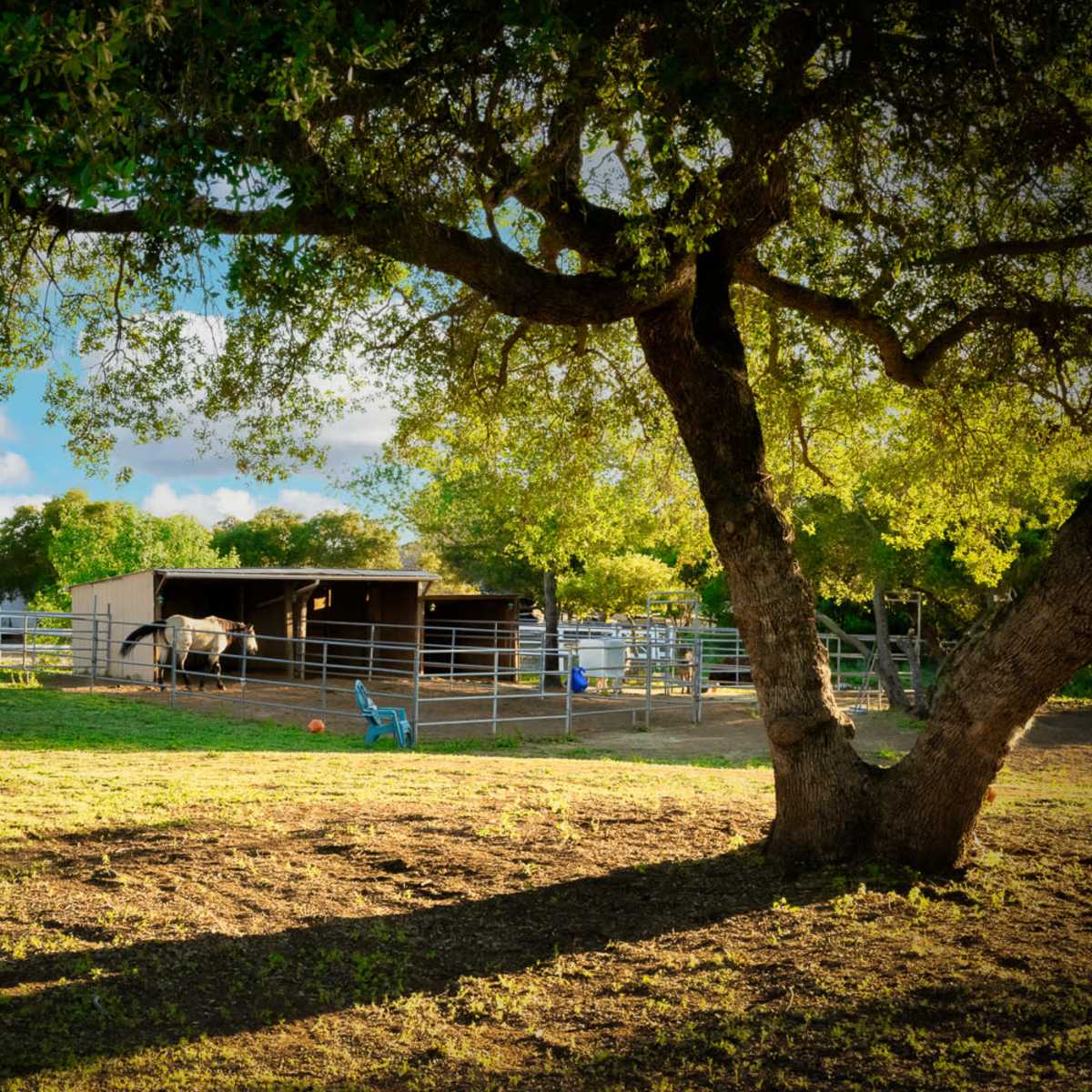 A horse stands near a barn surrounded by green grass and trees in a rural setting.