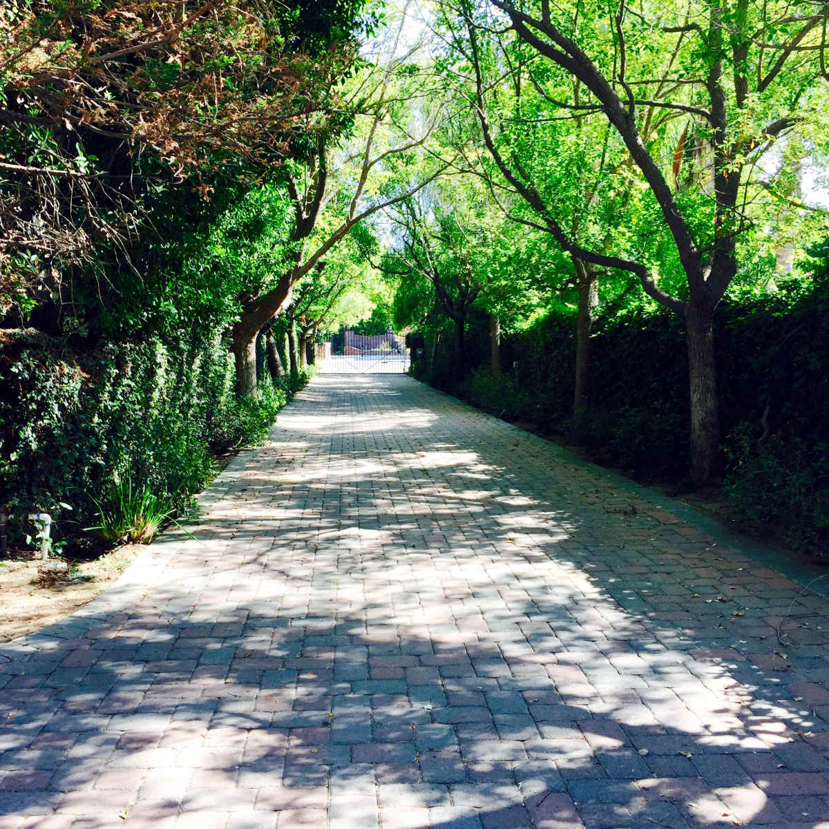 A paved pathway lined with trees and shrubs, leading into a sunny distance.