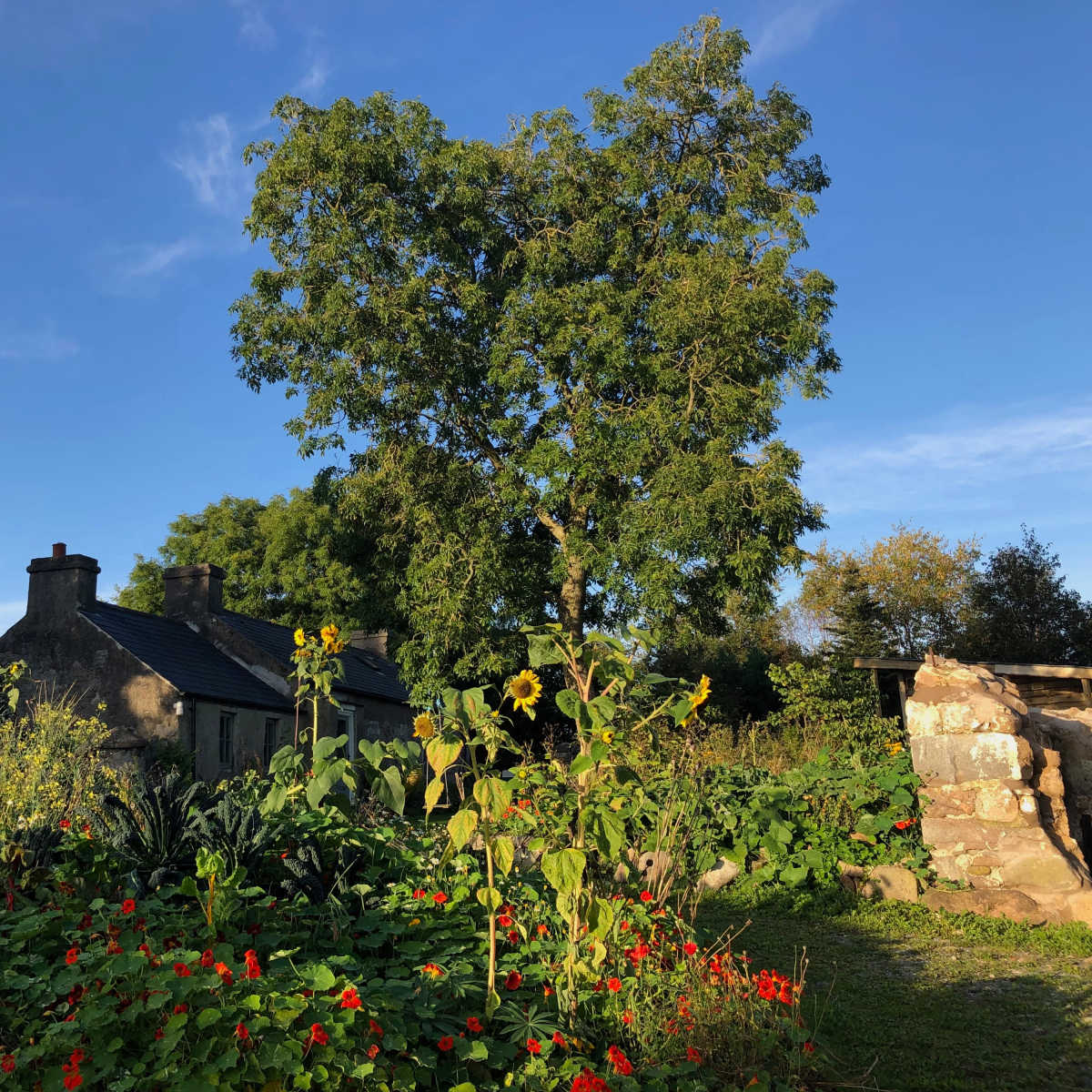 A stone house surrounded by vibrant flowers and a large tree under a clear blue sky.