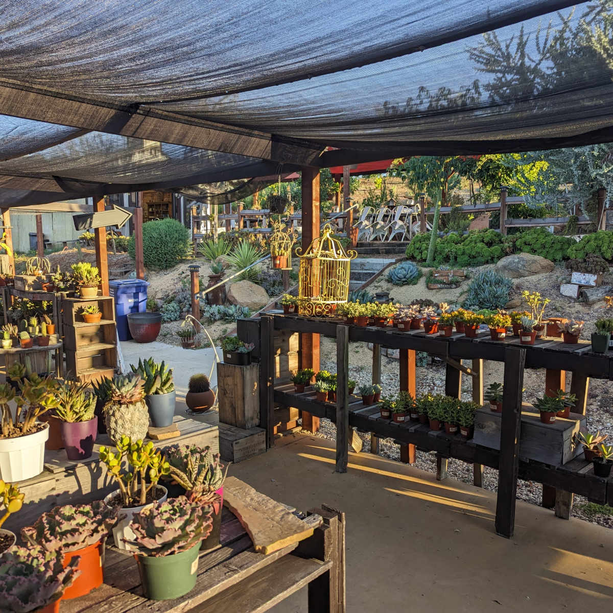 A succulent nursery with various potted plants arranged on wooden shelves under a shaded canopy.