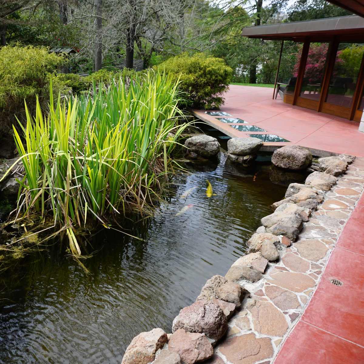 A pond with tall green plants and rocks borders a patio area with a view of surrounding greenery.