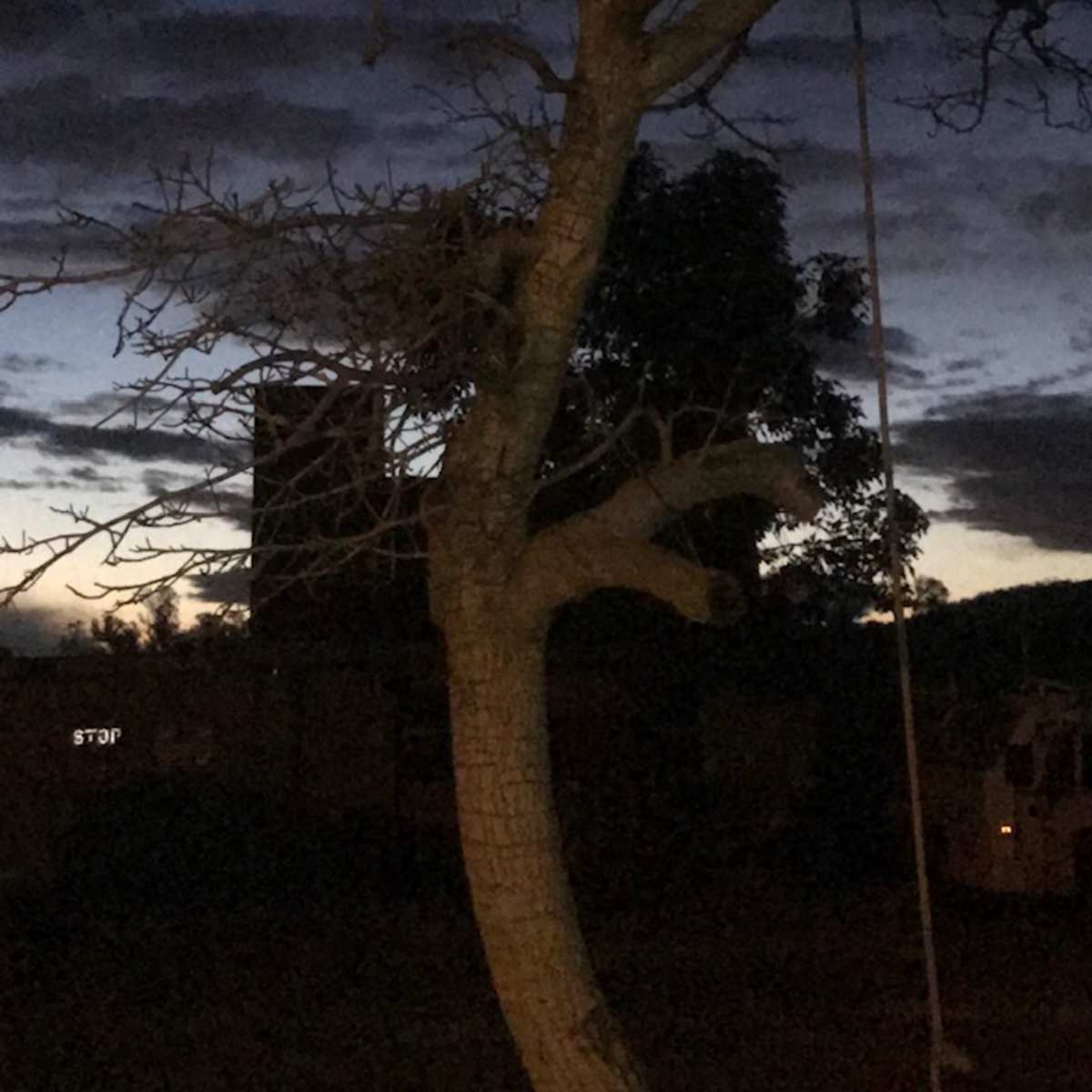A bare tree stands against a twilight sky with a wooden wheel resting nearby.