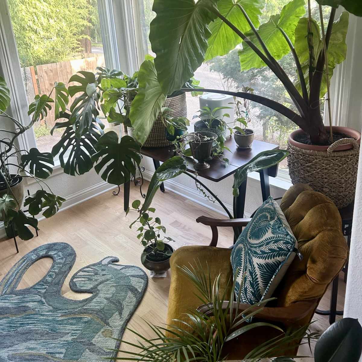 A bright indoor space features various large plants, including monstera and elephant ear, alongside a wooden table and an upholstered chair.
