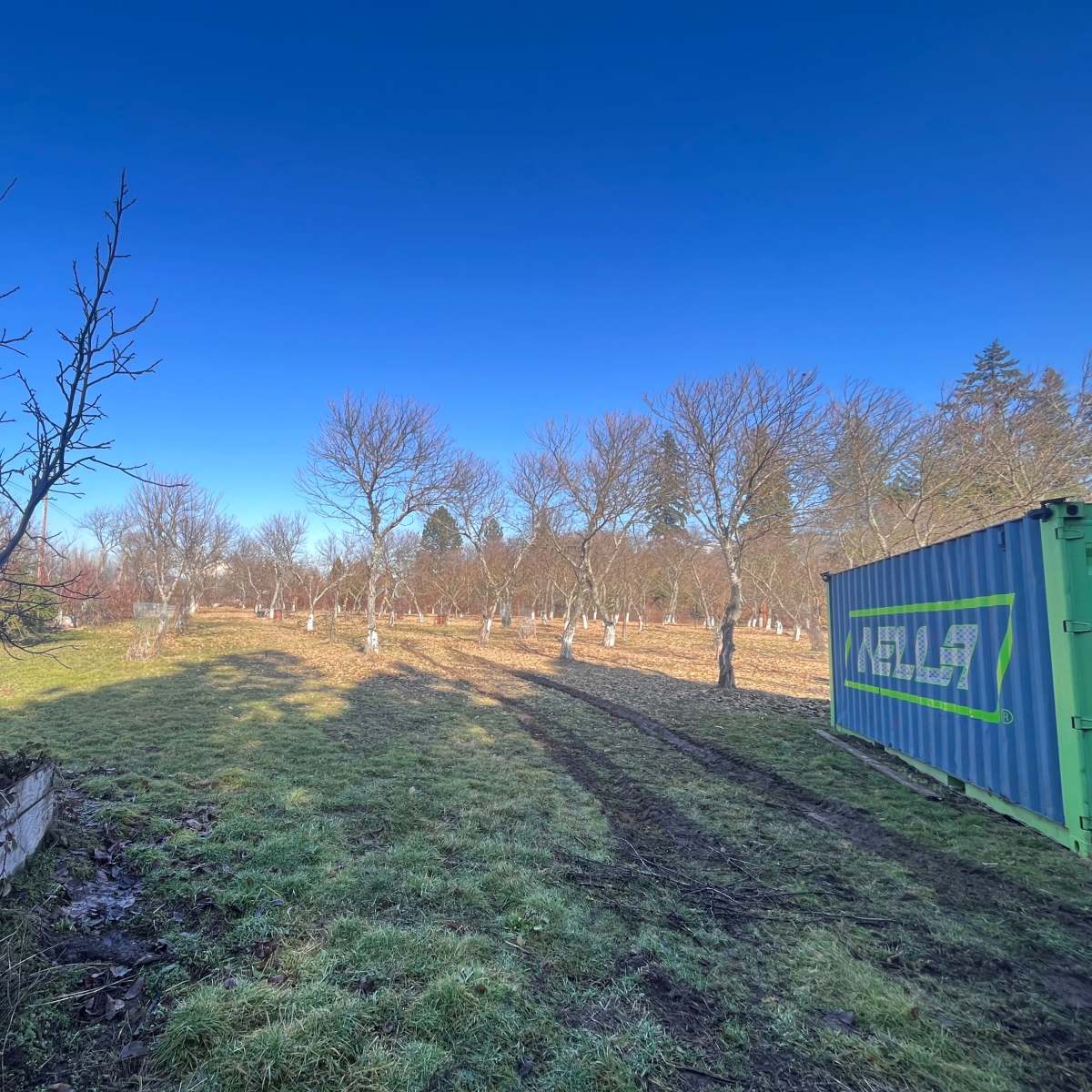 A grassy field with rows of bare trees and a shipping container in the foreground.