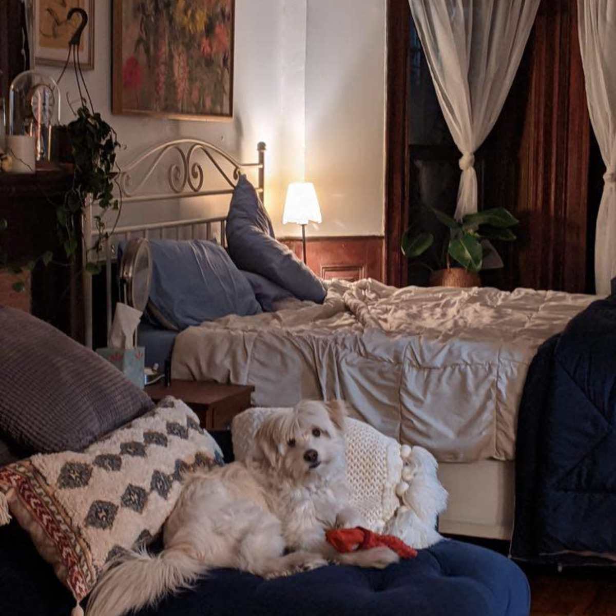 A small white dog is lying on a blue couch in a cozy bedroom with a bed made in the background and soft lighting.