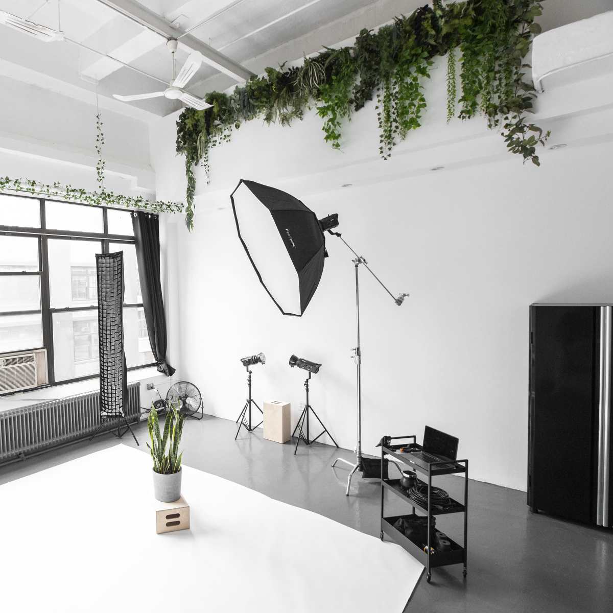 A bright photography studio featuring a large window, a softbox light, and various plants along the walls.