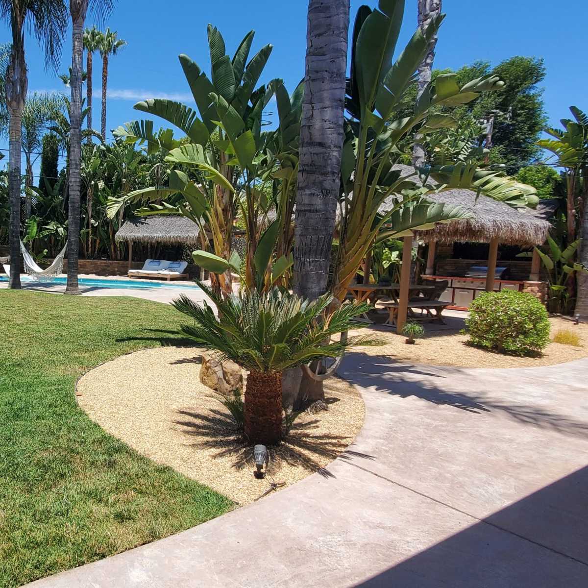 A landscaped backyard featuring a swimming pool, tropical plants, and a thatched-roof gazebo under bright blue skies.