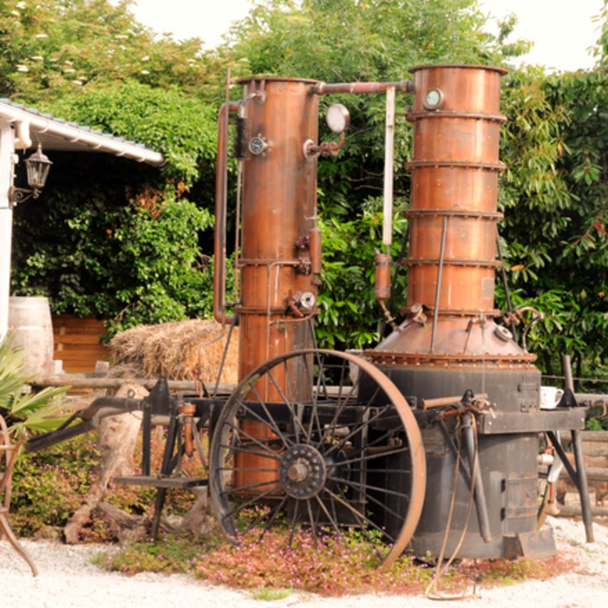 A vintage distillation apparatus with brass and copper tubes set against a lush green background.