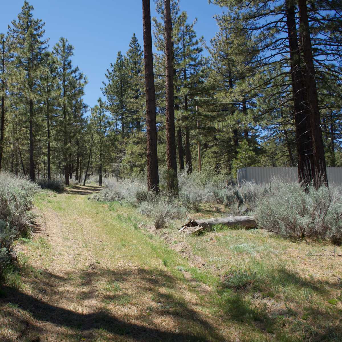 A narrow dirt path winds through a forest of tall pine trees and scattered bushes.