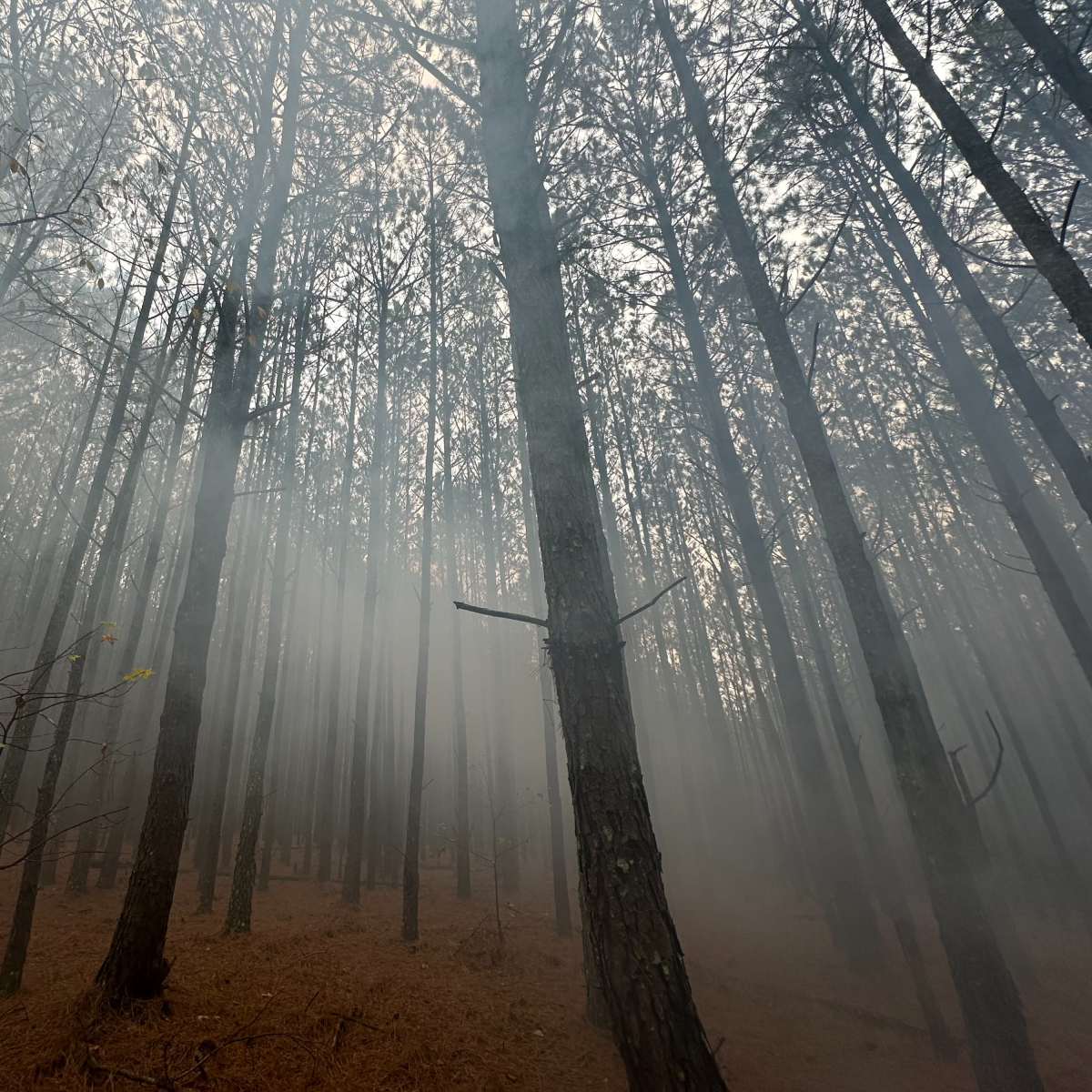Tall trees in a misty forest, with fog creeping through the trunks and a leafless shrub in the foreground.