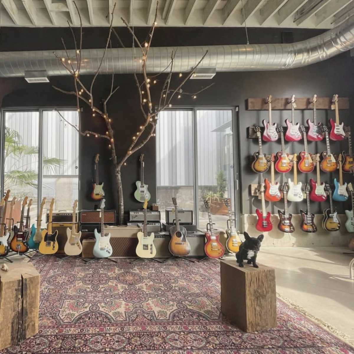 A room with a variety of guitars displayed on walls, a central rug on the floor, and a tree branch with lights hanging above.