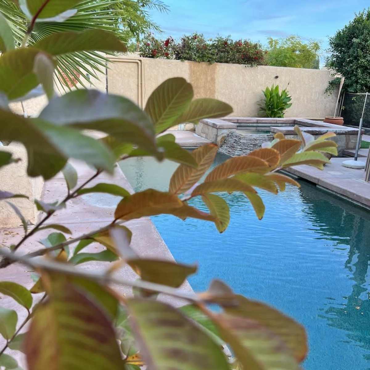 A swimming pool is surrounded by greenery and a paved patio area.
