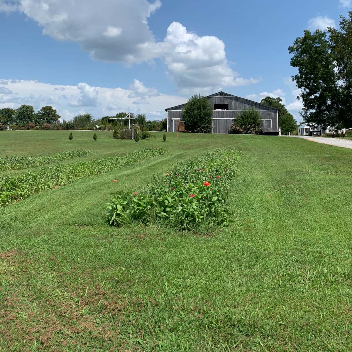 A gray barn is situated beside a green field with rows of plants under a blue sky with scattered clouds.