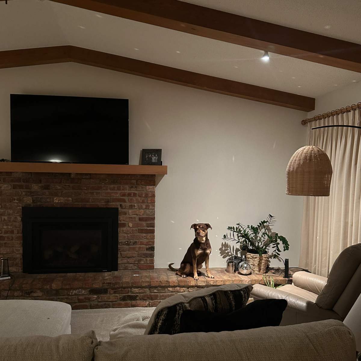 A dog sits on a brick hearth in a living room with a large television mounted on the wall and a potted plant nearby.