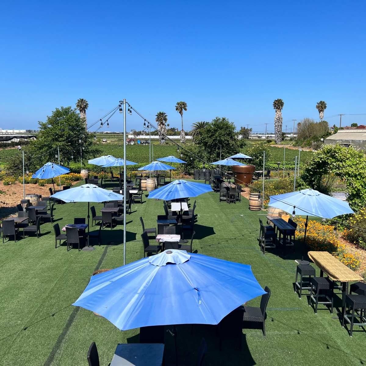 An outdoor dining area features numerous blue umbrellas over black tables and chairs, surrounded by greenery and palm trees.