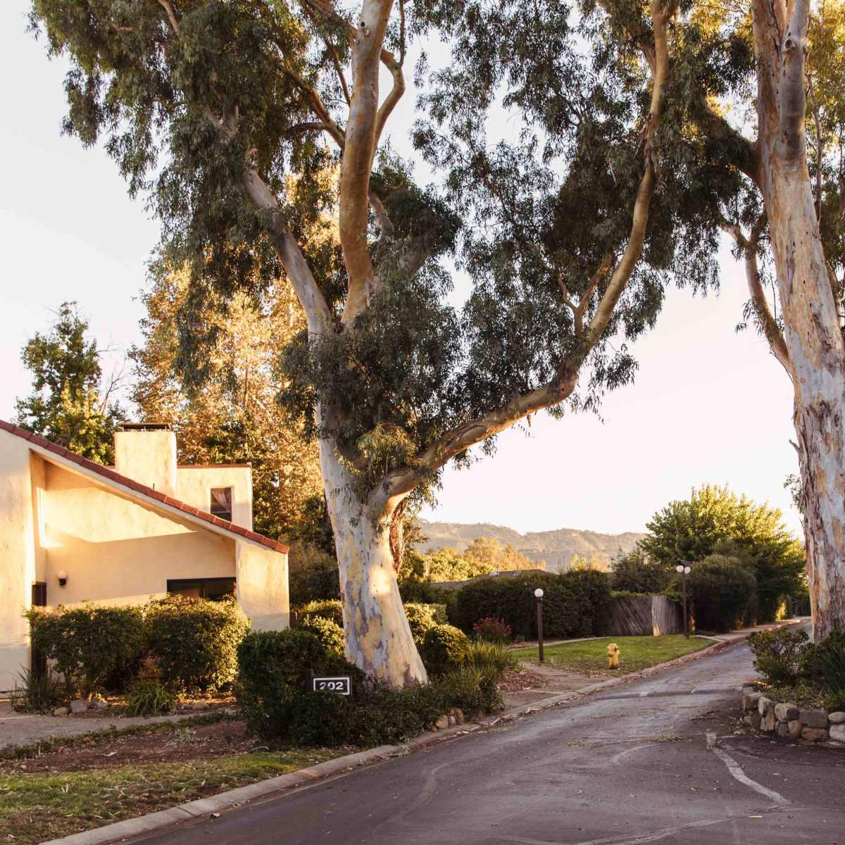 A residential area with a house partially obscured by large eucalyptus trees at the intersection of two roads.