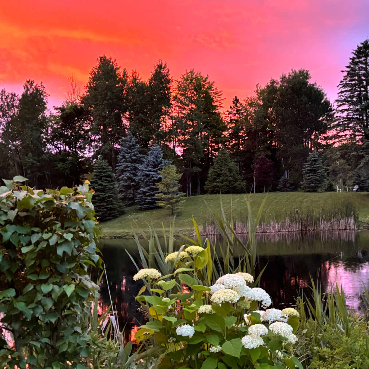 A vibrant sunset casts pink and orange hues over a serene pond surrounded by lush greenery and blooming flowers.