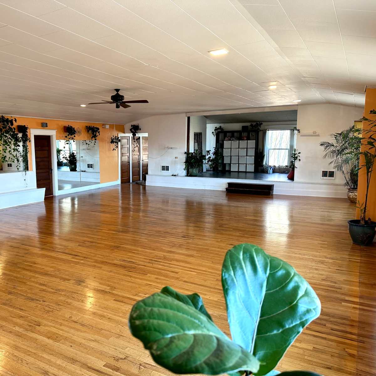 A large, empty studio space with wooden flooring, large mirrors, and potted plants along the walls.