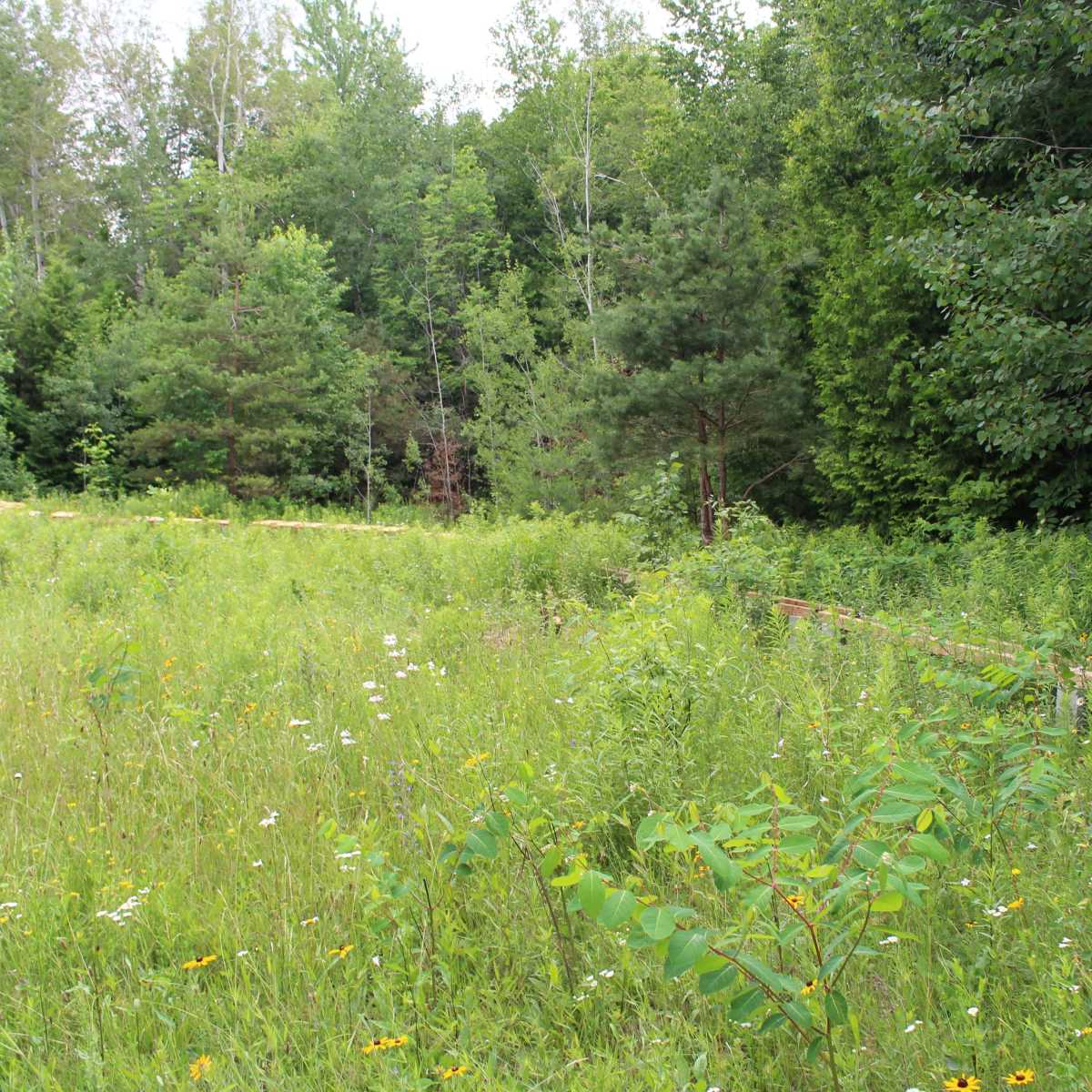 A grassy area with wildflowers and shrubs, bordered by a dense line of trees.