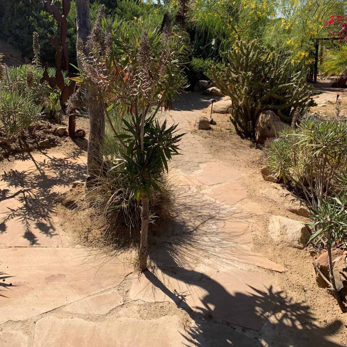 A winding stone path cuts through a desert garden filled with various cacti and desert plants.