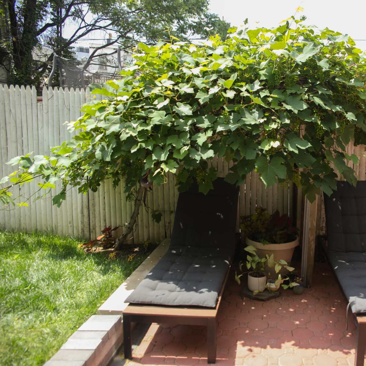 A backyard area features two lounge chairs shaded by a large canopy of vines, with a potted plant between them, against a wooden fence.