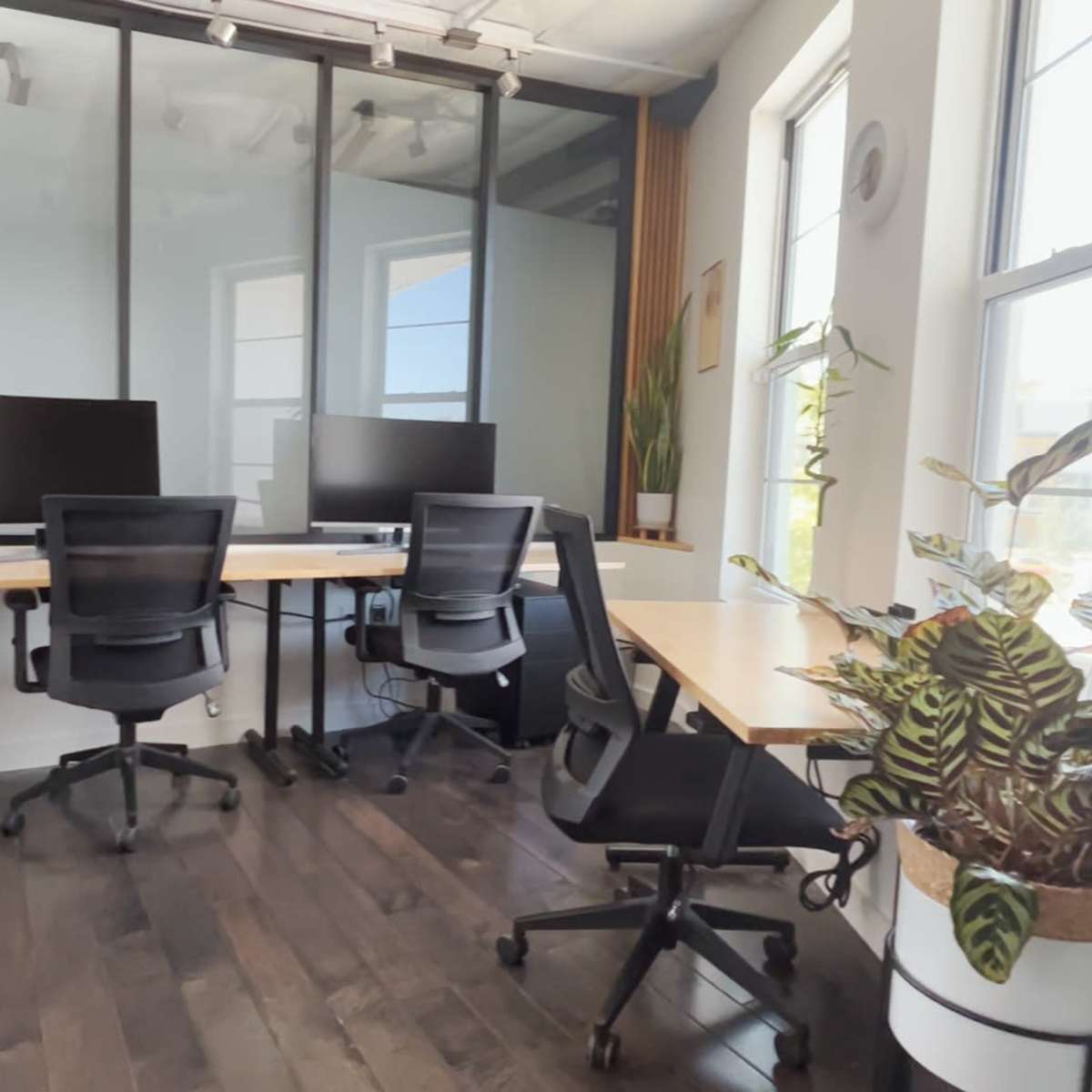 A modern office space with two desks, each equipped with a computer monitor, and a plant in a pot positioned by the window.