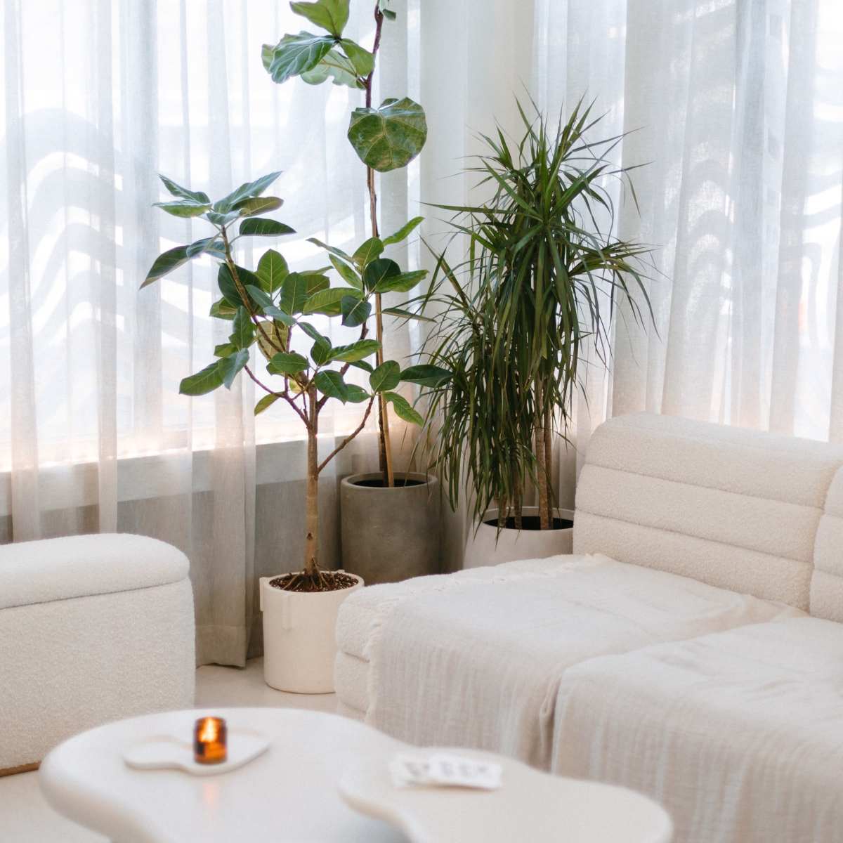 A bright room with large windows, showcasing two indoor plants next to a modern white sofa and a minimalist coffee table.