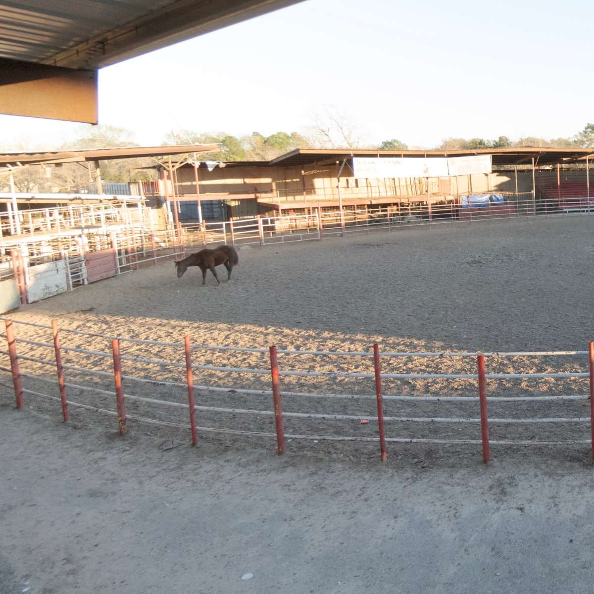 A lone horse stands in a large, circular riding arena surrounded by metal fencing and shaded structures.
