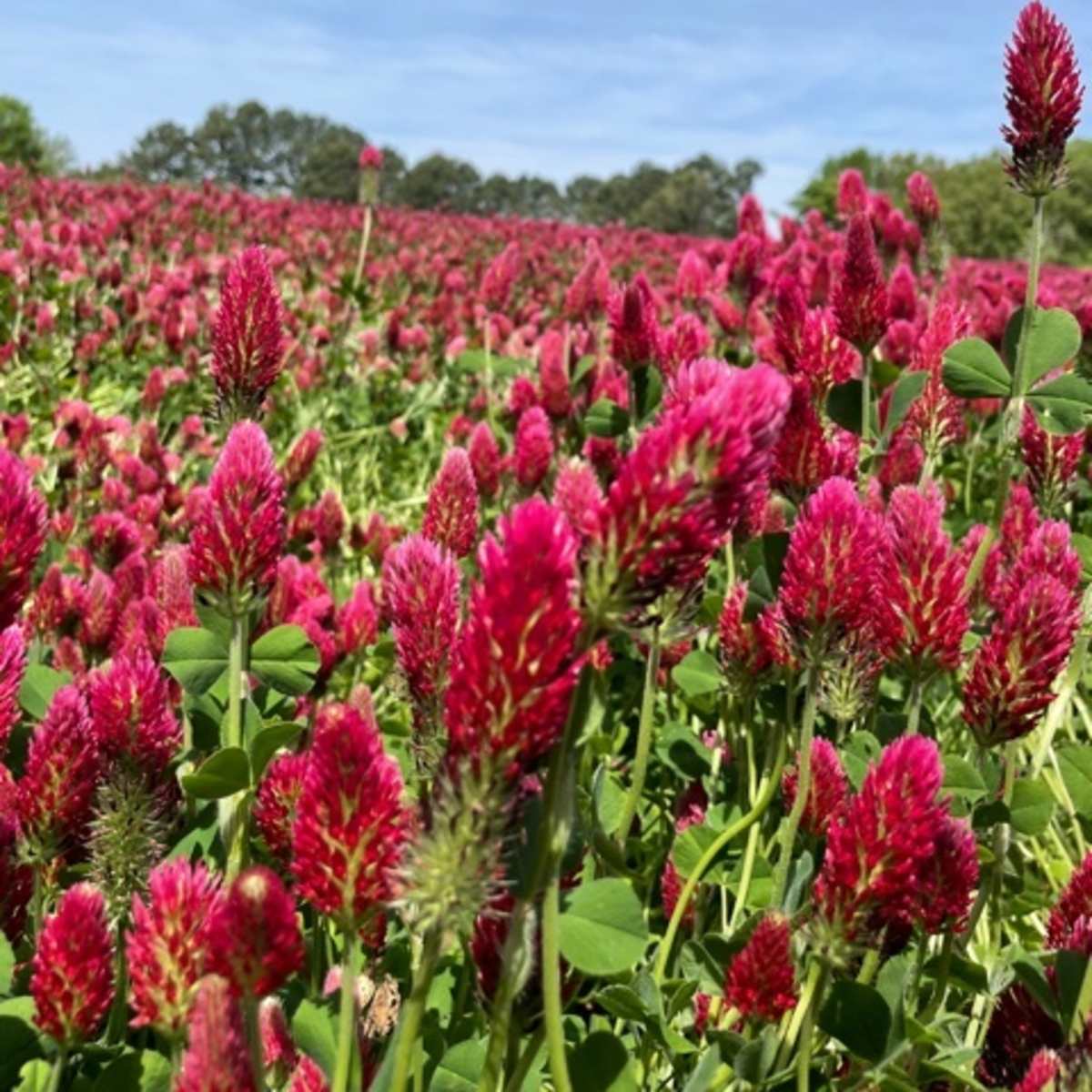 A vibrant field of red clover blossoms stretches into the distance under a clear blue sky.