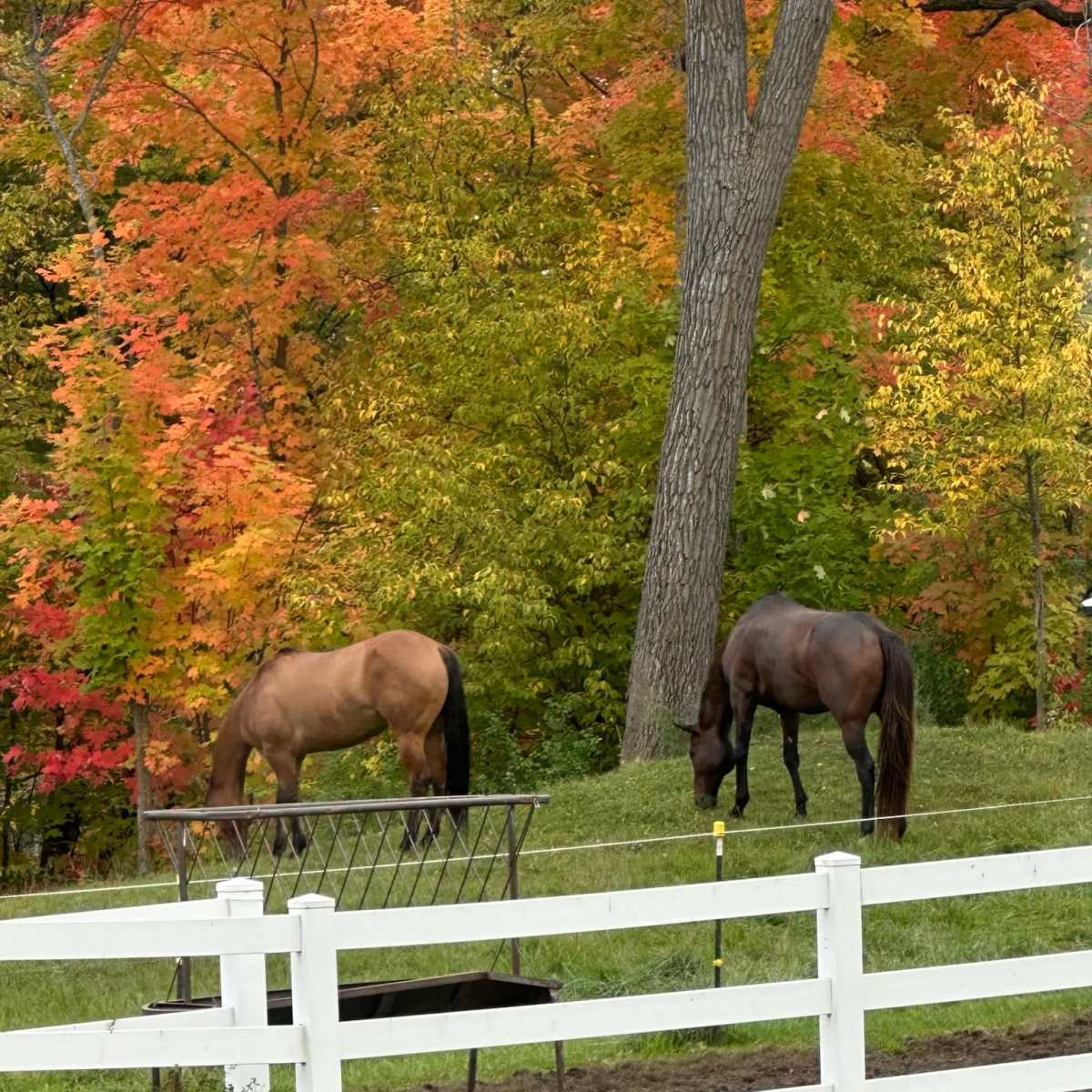 Gorgeous farm property with rolling hills, white fences, plenty of trees, one acre pond, indoor offices/studios/changing rooms, and bathrooms. in Minnetrista Image in Minnetrista, Minnetrista, MN