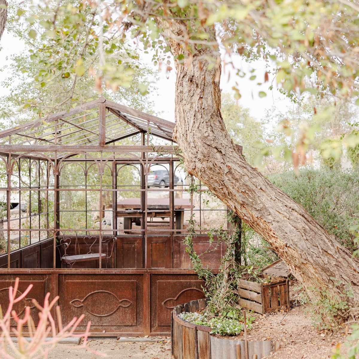 A rustic greenhouse made of metal and glass stands beside a large tree, surrounded by greenery and wooden planters.