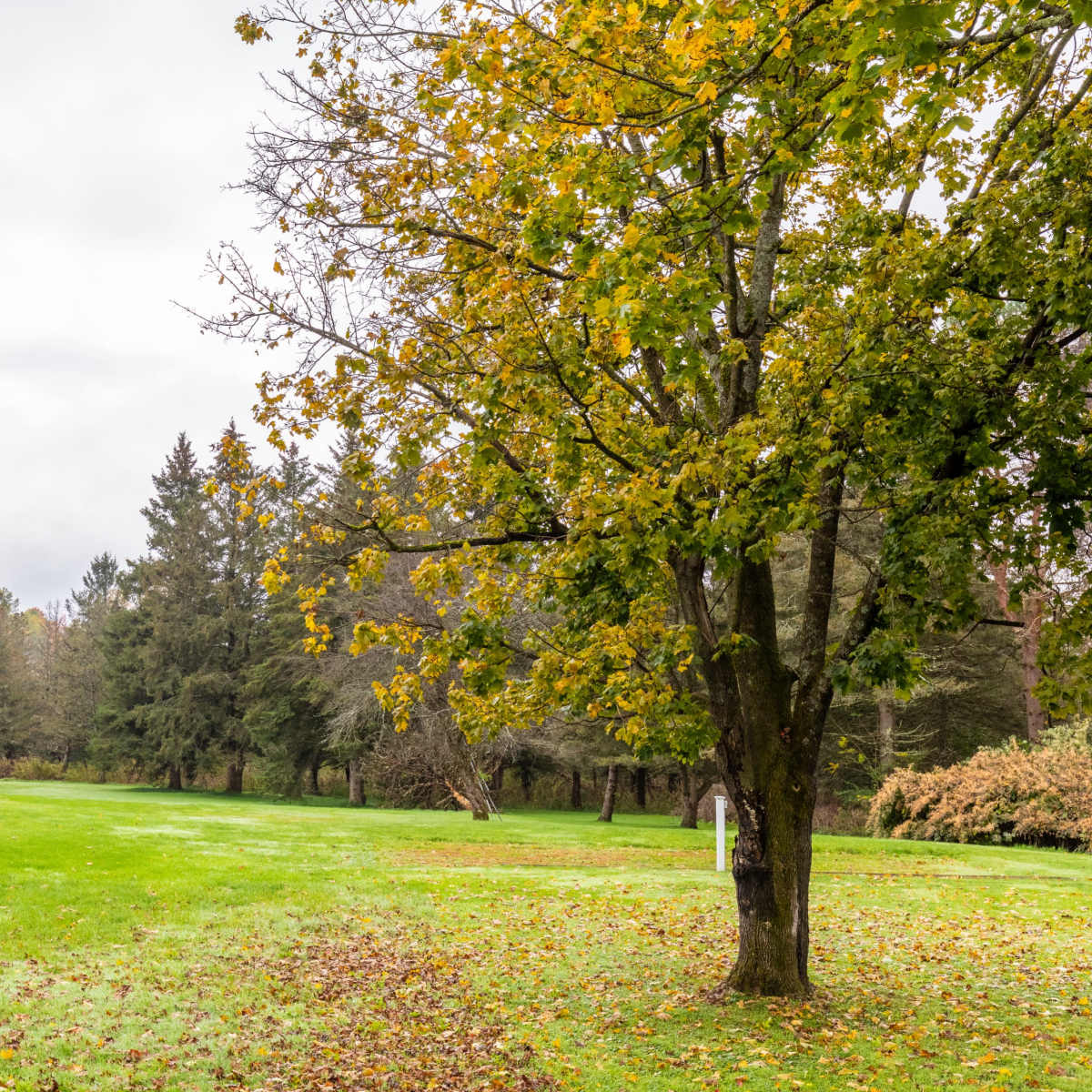 A tree with yellowing leaves stands in a grassy field surrounded by scattered trees on an overcast day.