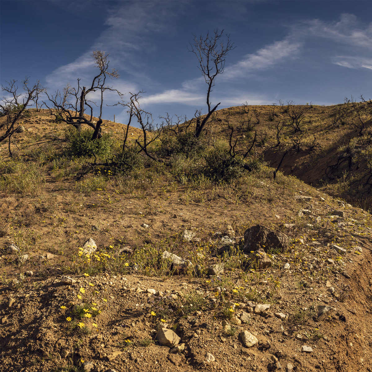 A dry, uneven hillside with sparse vegetation and bare trees under a blue sky.