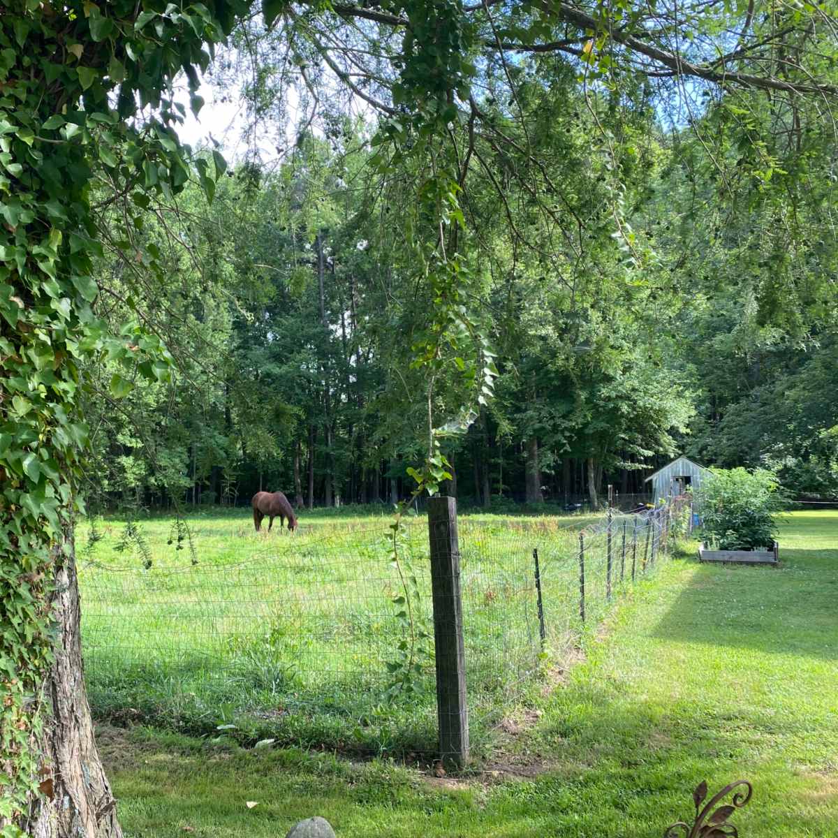 A brown horse grazes in a fenced grassy area surrounded by trees and greenery.
