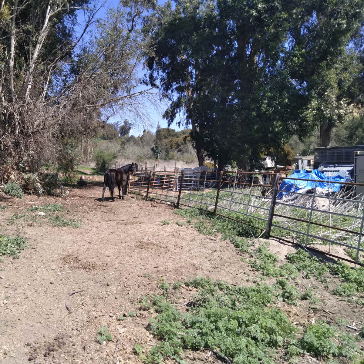 A horse stands in a dirt path surrounded by trees and a fence at a rural location.