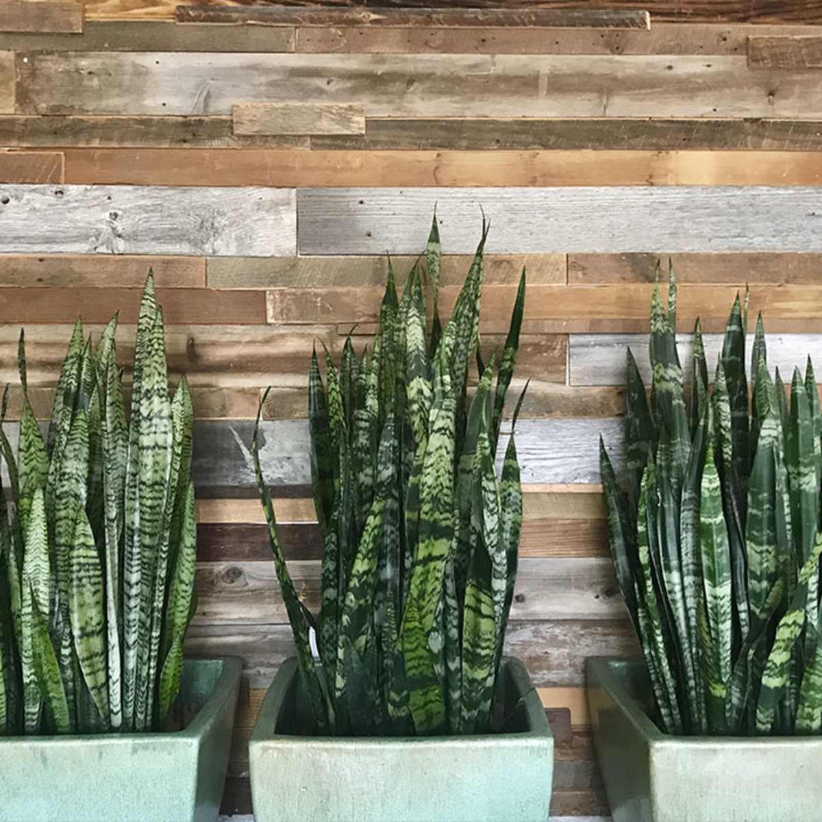 Three potted snake plants are displayed against a rustic wooden wall.
