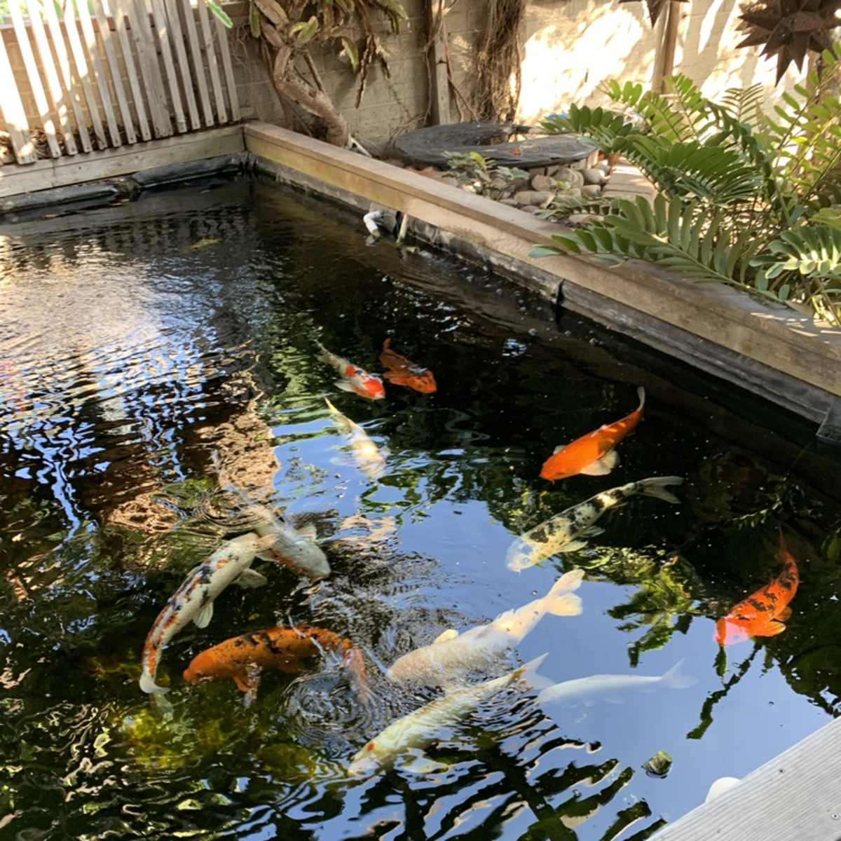 A variety of koi fish swim in a pond surrounded by greenery and wooden edging.