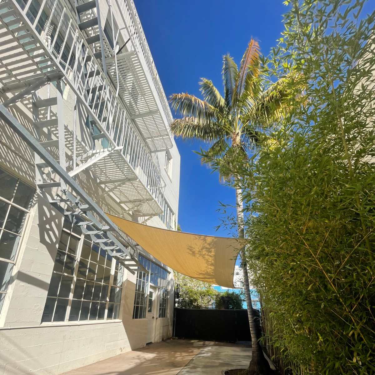 A sunny courtyard with a large shade sail, a palm tree, and a bamboo hedge next to a building with industrial-style windows.