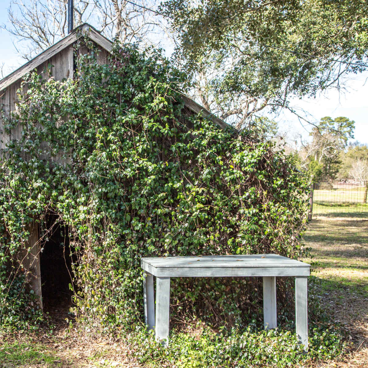 A small, weathered shed is overgrown with green vines, with a wooden table positioned nearby.