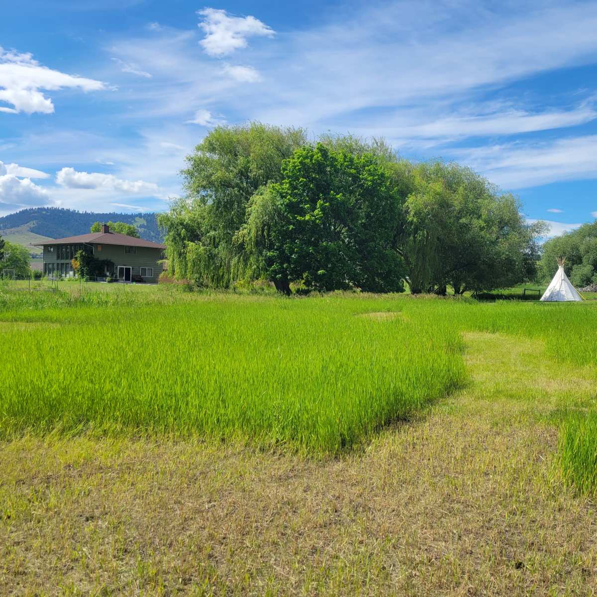 A green field with two white tipis and a house surrounded by trees under a clear blue sky.