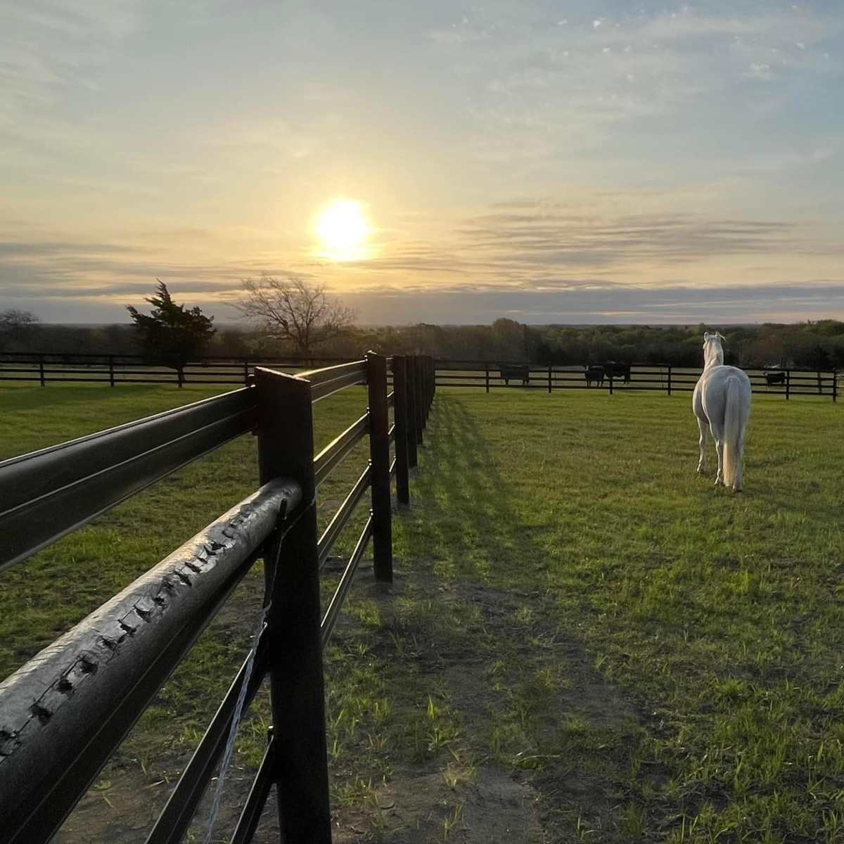 A white horse walks away toward a setting sun in a pasture bordered by black wooden fences.