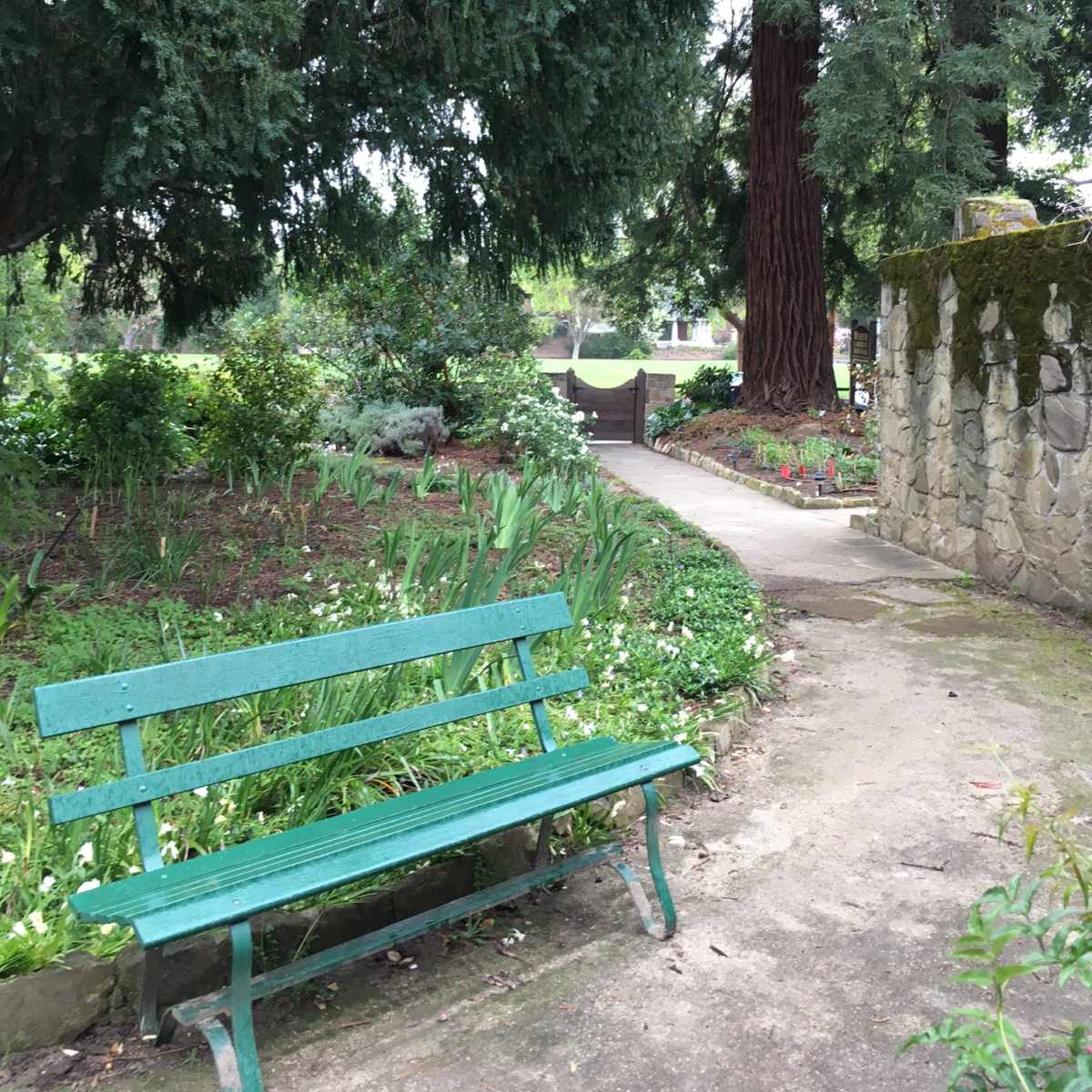 A green bench sits along a winding pathway in a garden bordered by tall trees and a stone wall.
