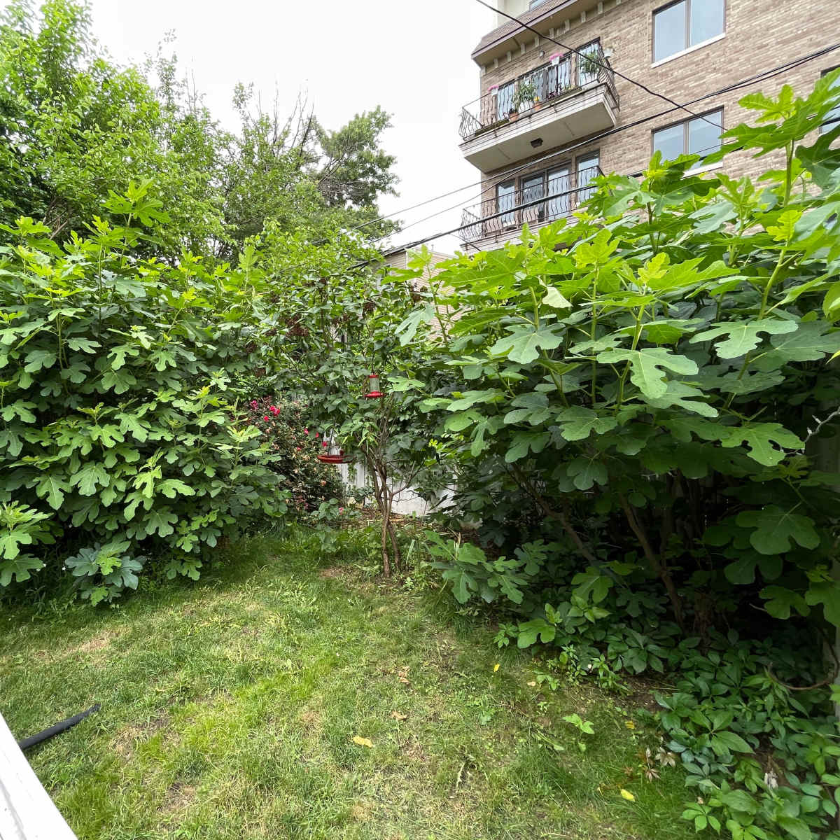 A dense garden area with tall green bushes surrounding a grassy patch, adjacent to a building with balconies.