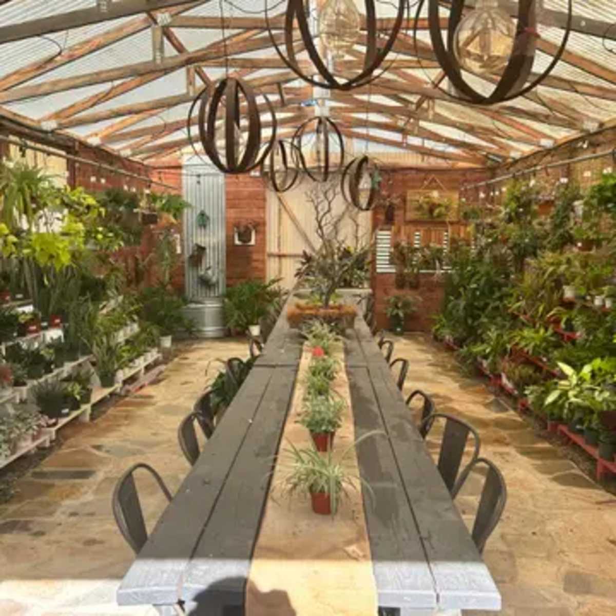 A spacious greenhouse filled with various plants, featuring long wooden tables and decorative hanging lights.