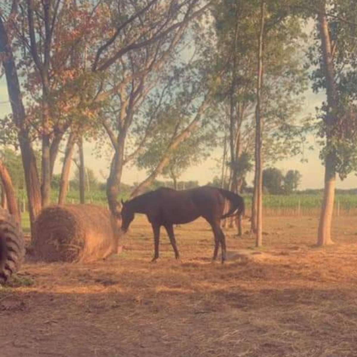 A horse stands beside a round hay bale in a dirt area surrounded by trees.